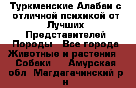 Туркменские Алабаи с отличной психикой от Лучших Представителей Породы - Все города Животные и растения » Собаки   . Амурская обл.,Магдагачинский р-н